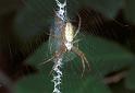 Argiope_bruennichi_F2140_Z_85_Les Gris_Frankrijk